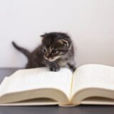 マニュアルを読む猫
