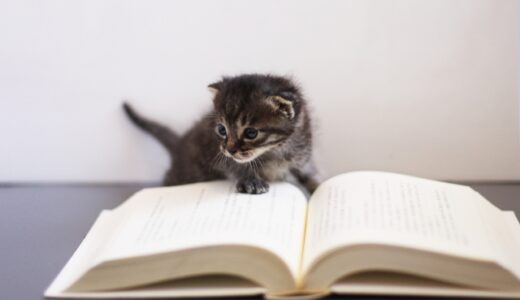 マニュアルを読む猫