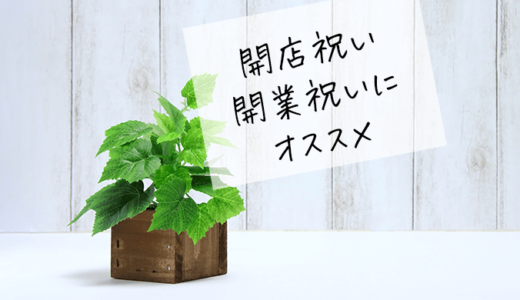 開店祝い・開業祝いにオススメの観葉植物 【11選】